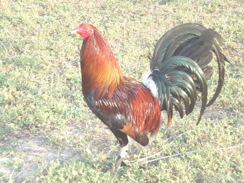 GALLO